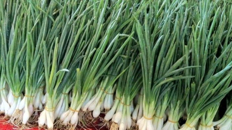 60230c5579da3e0ff4d319b6