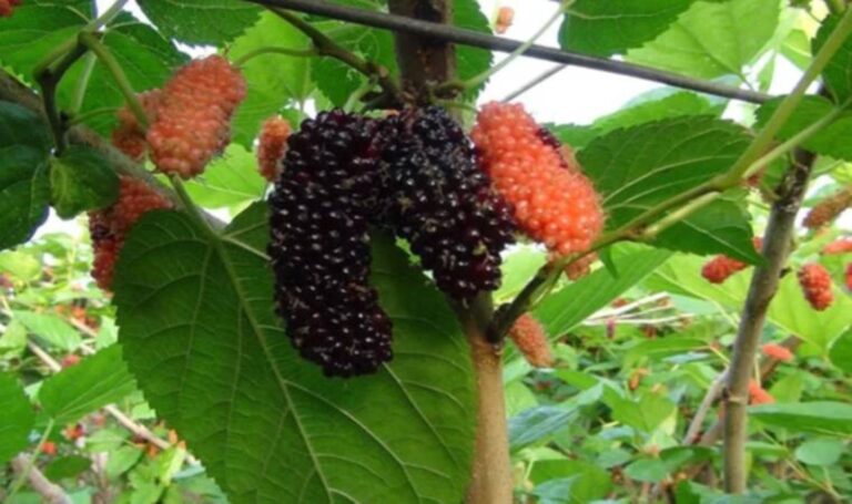 Mısır ve Katar’da buna “Sevgi Meyvesi” diyorlar: Karaciğeri anında onarıyor – Breaking Life News