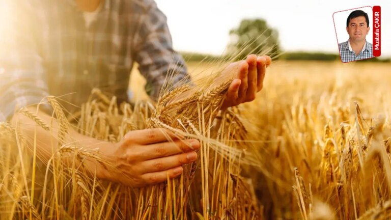 İktidar buğdayda düşük rakamı sessiz sedasız ‘basın açıklaması’ ile duyurdu: Çiftçiye yine hüsran – Son Dakika Ekonomi Haberleri