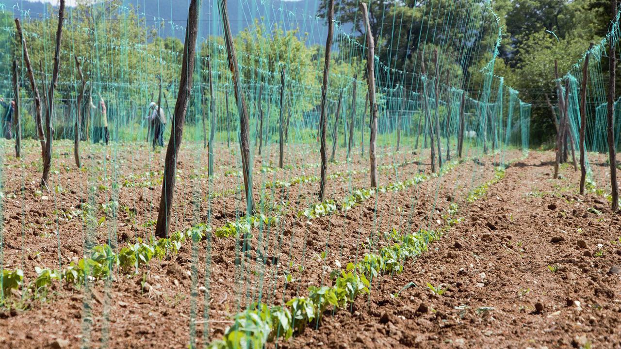 Türkiye'de 2 bin 116 tescilli tarla ve bahçe bitkisi bulunuyor 1 tescilli bitki aa 2369904