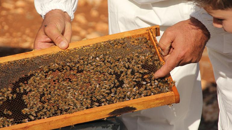 Toroslardan dünyaya! 2300 rakımın başarısı: 2 altın, 1 gümüş 2 Boğa Dağları'ndan 2300 irtifanın başarısı: 2 altın, 1 gümüş