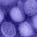 Kuzey Yarımküre’de ‘H3N2’ alarmı! “Benzeri görülmemiş grip vakaları yaşanıyor”