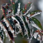 Üreticilere 22.9 milyar lira tarımsal don desteği sağlandı