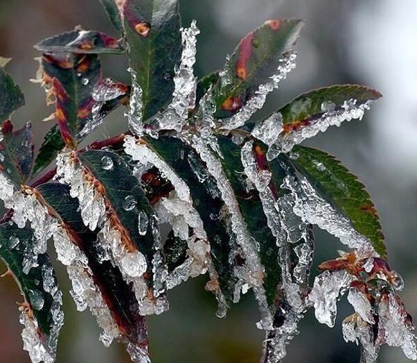 Üreticilere 22.9 milyar lira tarımsal don desteği sağlandı