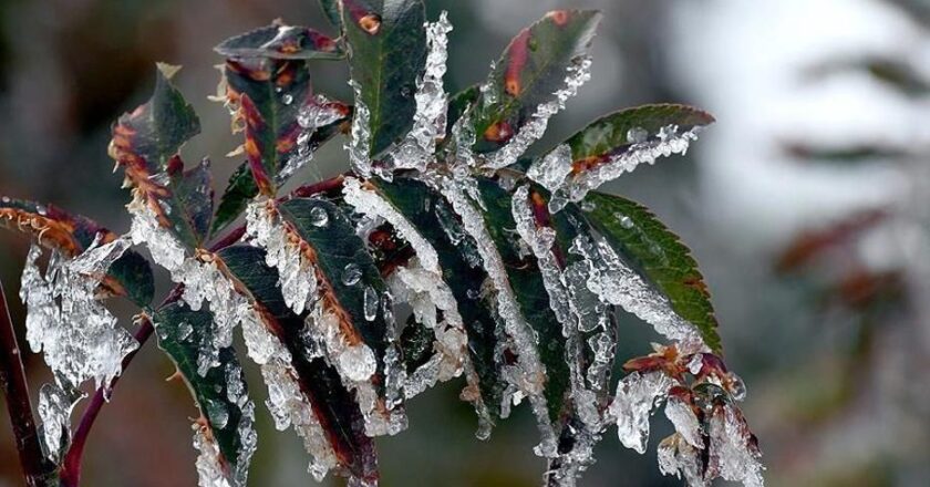 Üreticilere 22.9 milyar lira tarımsal don desteği sağlandı