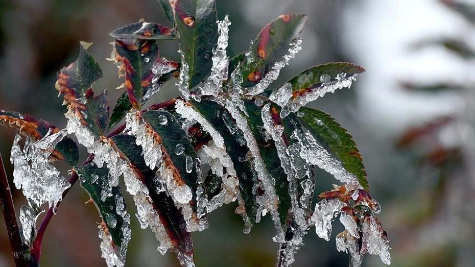 Üreticilere 22.9 milyar lira tarımsal don desteği sağlandı 1 c9fe915f aeec 4a59 8ef4 6b045caeb7cf