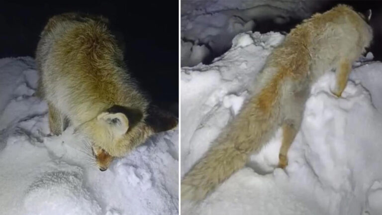 yuksekova dondurucu soguklar 454712